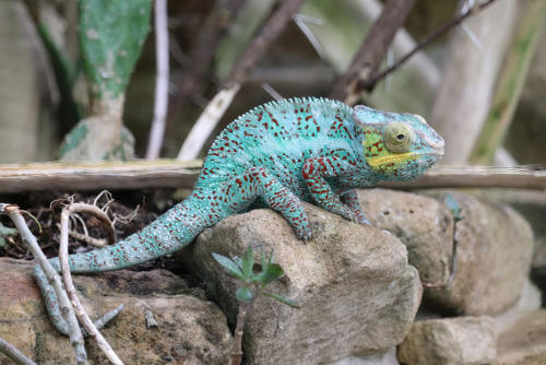 doro-benzel-fotografie-tiere-animals-001
