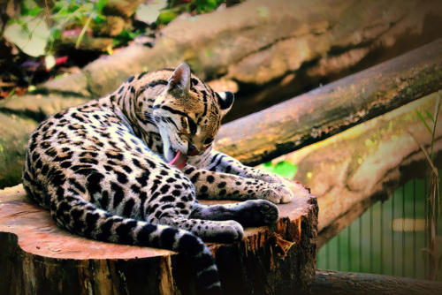 doro-benzel-fotografie-tiere-animals-007